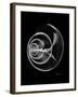 Ramshorn Shell Xray-Albert Koetsier-Framed Art Print