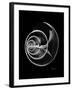 Ramshorn Shell Xray-Albert Koetsier-Framed Art Print