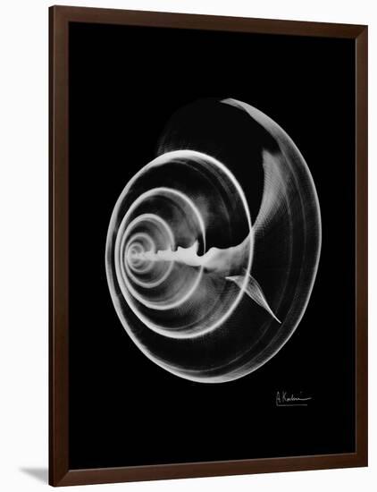 Ramshorn Shell Xray-Albert Koetsier-Framed Art Print