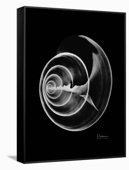 Ramshorn Shell Xray-Albert Koetsier-Framed Stretched Canvas