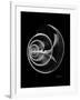 Ramshorn Shell Xray-Albert Koetsier-Framed Premium Giclee Print