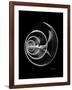 Ramshorn Shell Xray-Albert Koetsier-Framed Premium Giclee Print