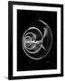 Ramshorn Shell Xray-Albert Koetsier-Framed Premium Giclee Print