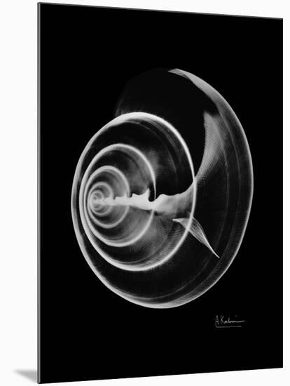 Ramshorn Shell Xray-Albert Koetsier-Mounted Premium Giclee Print