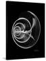 Ramshorn Shell Xray-Albert Koetsier-Stretched Canvas