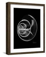 Ramshorn Shell Xray-Albert Koetsier-Framed Art Print