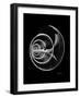 Ramshorn Shell Xray-Albert Koetsier-Framed Art Print