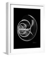 Ramshorn Shell Xray-Albert Koetsier-Framed Art Print