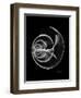 Ramshorn Shell Xray-Albert Koetsier-Framed Art Print