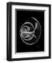 Ramshorn Shell Xray-Albert Koetsier-Framed Art Print