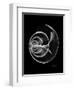 Ramshorn Shell Xray-Albert Koetsier-Framed Art Print