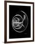 Ramshorn Shell Xray-Albert Koetsier-Framed Art Print