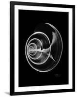 Ramshorn Shell Xray-Albert Koetsier-Framed Art Print