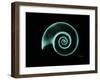 Ramshorn Snail Shell A-Albert Koetsier-Framed Art Print