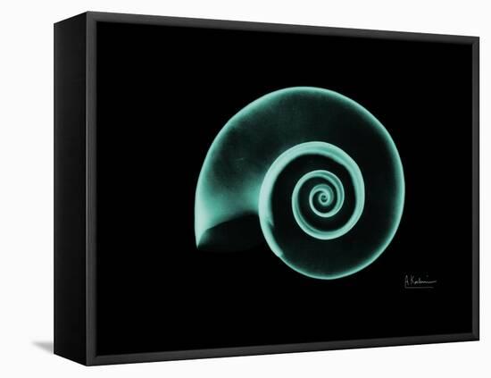 Ramshorn Snail Shell A-Albert Koetsier-Framed Stretched Canvas