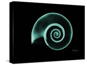 Ramshorn Snail Shell A-Albert Koetsier-Stretched Canvas