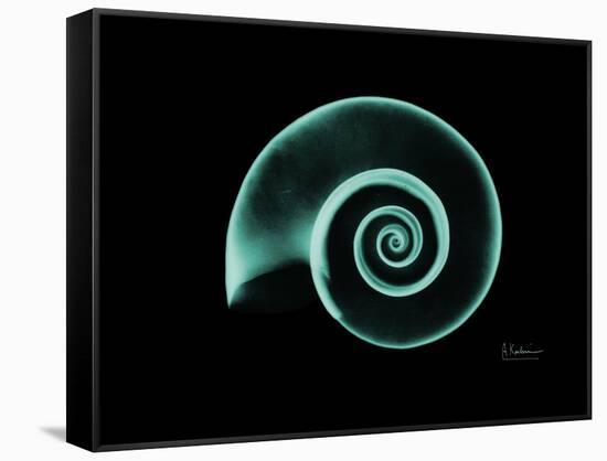 Ramshorn Snail Shell A-Albert Koetsier-Framed Stretched Canvas