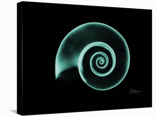 Ramshorn Snail Shell A-Albert Koetsier-Stretched Canvas