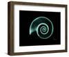 Ramshorn Snail Shell A-Albert Koetsier-Framed Art Print