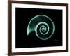 Ramshorn Snail Shell A-Albert Koetsier-Framed Art Print
