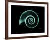 Ramshorn Snail Shell A-Albert Koetsier-Framed Art Print