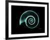 Ramshorn Snail Shell A-Albert Koetsier-Framed Art Print