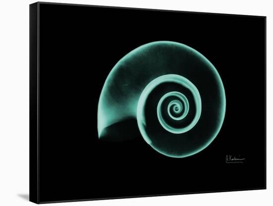 Ramshorn Snail Shell A-Albert Koetsier-Framed Stretched Canvas