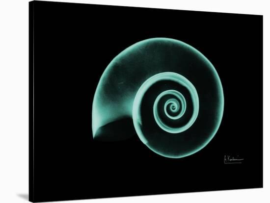 Ramshorn Snail Shell A-Albert Koetsier-Stretched Canvas