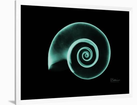 Ramshorn Snail Shell A-Albert Koetsier-Framed Art Print