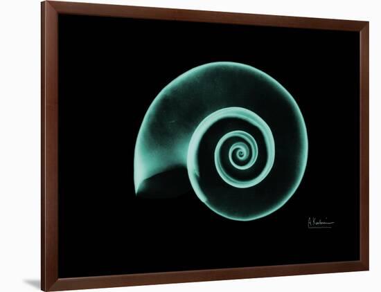 Ramshorn Snail Shell A-Albert Koetsier-Framed Art Print