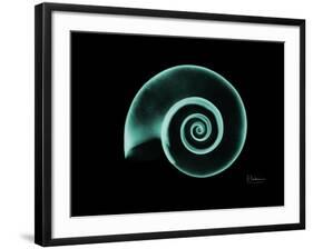 Ramshorn Snail Shell A-Albert Koetsier-Framed Art Print