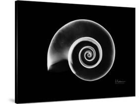 Ramshorn Snail Shell Xray-Albert Koetsier-Stretched Canvas