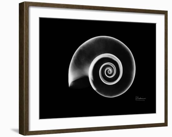 Ramshorn Snail Shell Xray-Albert Koetsier-Framed Art Print