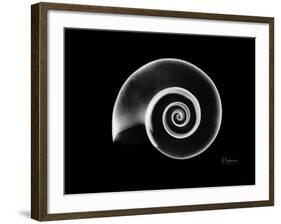 Ramshorn Snail Shell Xray-Albert Koetsier-Framed Art Print