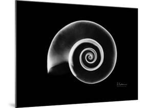 Ramshorn Snail Shell Xray-Albert Koetsier-Mounted Art Print