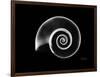 Ramshorn Snail Shell Xray-Albert Koetsier-Framed Art Print