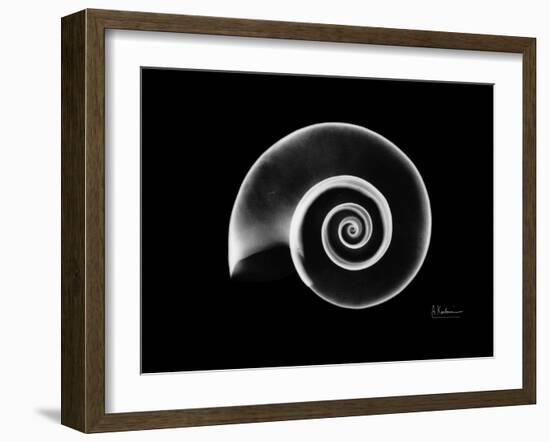 Ramshorn Snail Shell Xray-Albert Koetsier-Framed Art Print