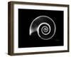 Ramshorn Snail Shell Xray-Albert Koetsier-Framed Art Print