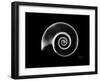 Ramshorn Snail Shell Xray-Albert Koetsier-Framed Art Print