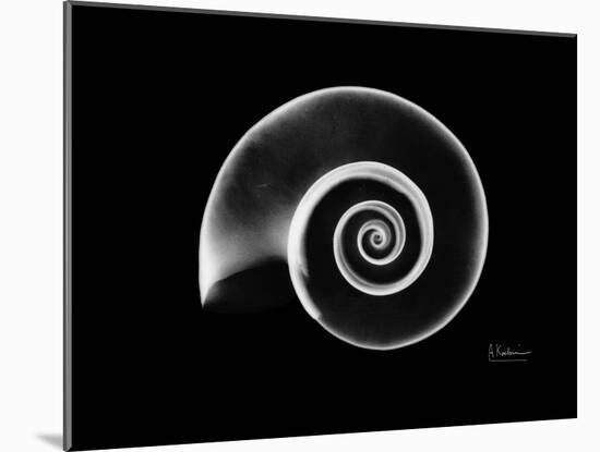 Ramshorn Snail Shell Xray-Albert Koetsier-Mounted Art Print