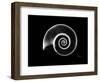 Ramshorn Snail Shell Xray-Albert Koetsier-Framed Premium Giclee Print