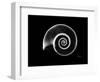 Ramshorn Snail Shell Xray-Albert Koetsier-Framed Premium Giclee Print