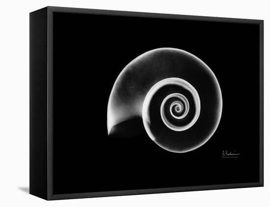 Ramshorn Snail Shell Xray-Albert Koetsier-Framed Stretched Canvas