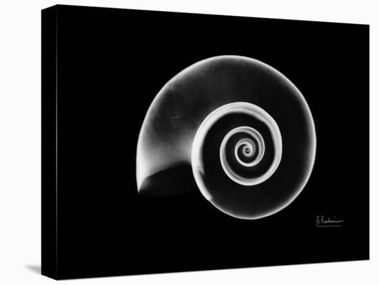 Ramshorn Snail Shell Xray-Albert Koetsier-Stretched Canvas