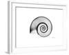 Ramshorn Snail Shell-Albert Koetsier-Framed Premium Giclee Print