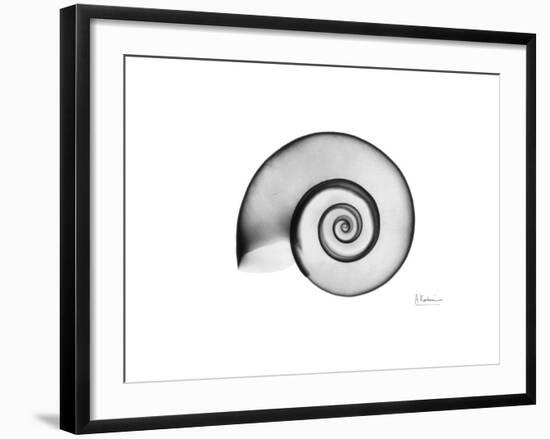 Ramshorn Snail Shell-Albert Koetsier-Framed Premium Giclee Print