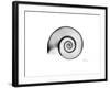 Ramshorn Snail Shell-Albert Koetsier-Framed Premium Giclee Print