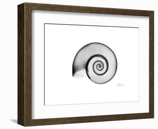 Ramshorn Snail Shell-Albert Koetsier-Framed Premium Giclee Print