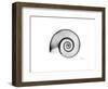 Ramshorn Snail Shell-Albert Koetsier-Framed Premium Giclee Print