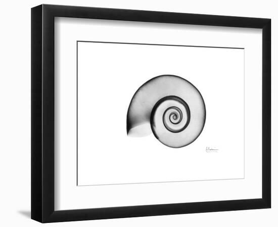 Ramshorn Snail Shell-Albert Koetsier-Framed Premium Giclee Print